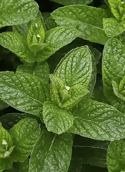 Fresh mint leaves close-up
